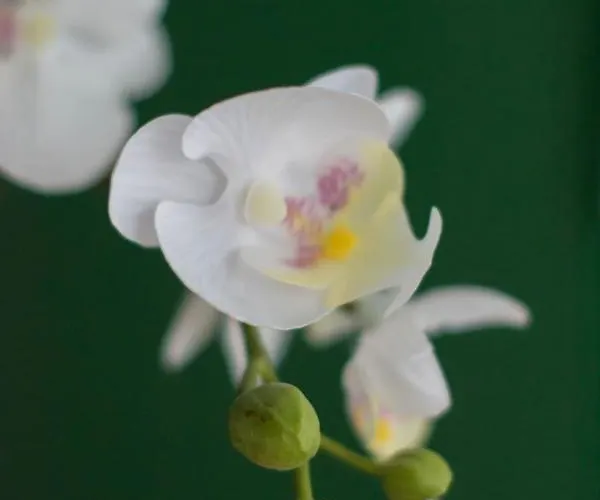 Friendly - Einzelappartement 